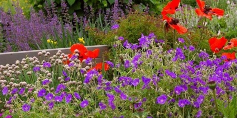 Koje cvijeće se može saditi u julu sjemenkama u otvorenom tlu